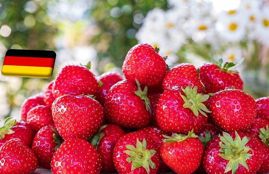 Németország: egyharmadával esik vissza idén a thüringiai szamócatermés volumene
