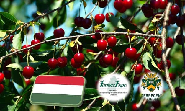 Beszámoló: “A magyar meggyágazat tündöklése vagy bukása”