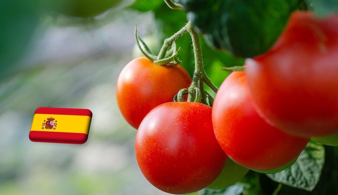 Spanyolország: január közepére tovább esett a paradicsom ára
